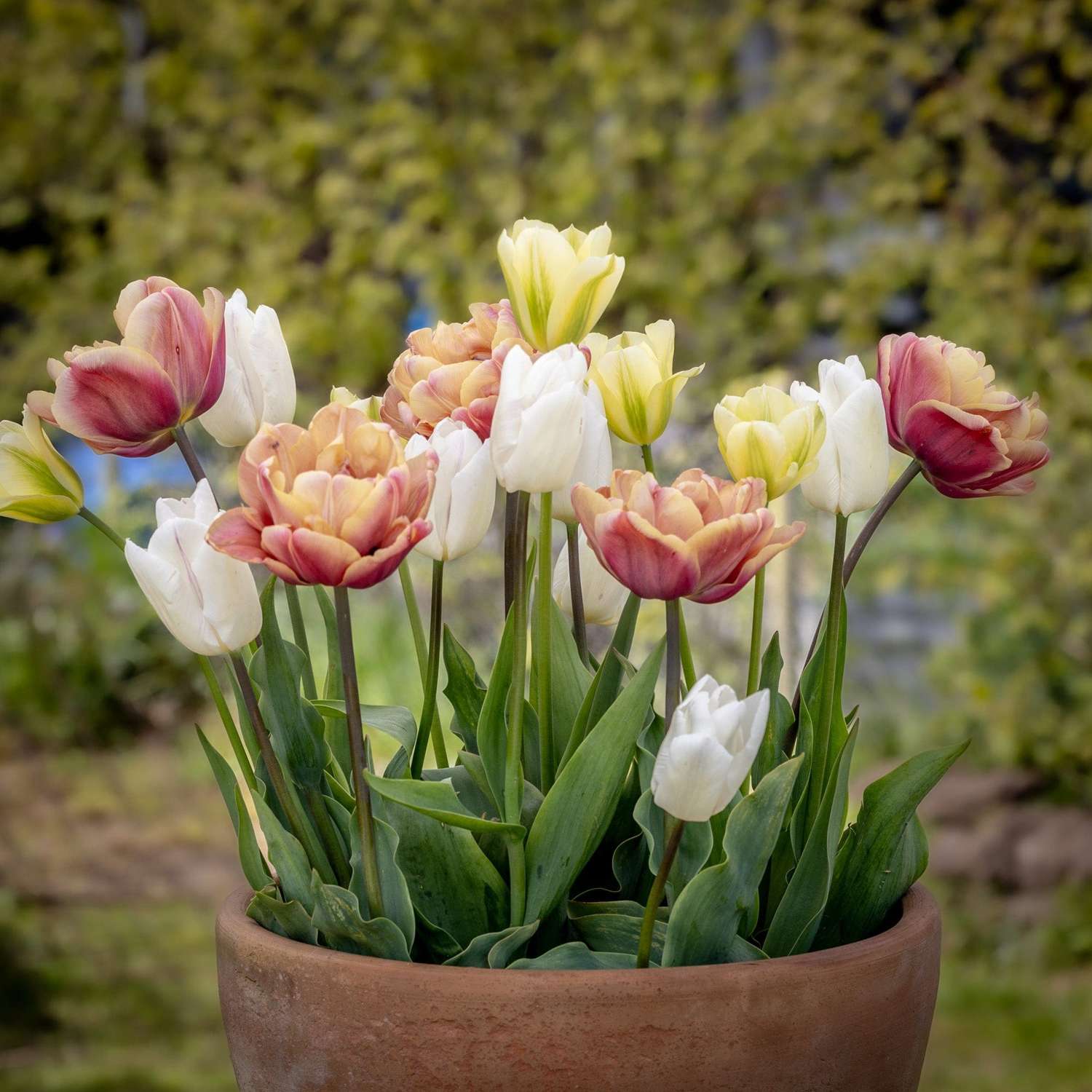Tulipanblanding 'Antique Lemon'
